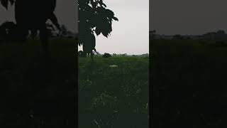 kaziranga bor Dhuniya [upl. by Baptiste]