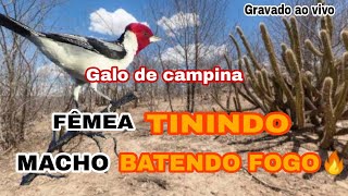 FÊMEA DE CAMPINA TININDO e MACHO BATENDO FOGO  FAÇA O TESTE  CONFIRA🔥🤝 [upl. by Gulgee]