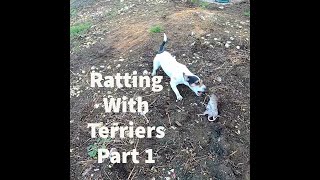 Ratting With Terriers Part 1 [upl. by Yenalem]