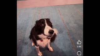 Amazing Border Collie matches pitch with PIANO [upl. by Lipinski]