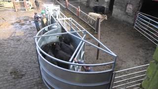 Cattle handling done right [upl. by Cookie]