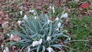 Śnieżyczka przebiśnieg Galanthus nivalis [upl. by Toddie823]