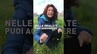 LINSALATA non è bella se non cè la PIMPINELLA [upl. by Dnarud]