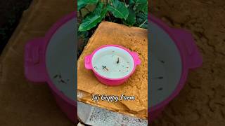 Platinum Red Big Ear Guppy 1st Batch Babies 🥰 guppy guppyfarm fishing shorts shortvideo trend [upl. by Lhary744]