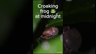 Croaking frog at midnight 🐸cute experiment labexperiment animalphotos science animalpictures [upl. by Ellette]