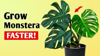 How To Get LARGER Monstera Deliciosa Plant at Home  Monstera Plant Care Tips [upl. by Demitria]