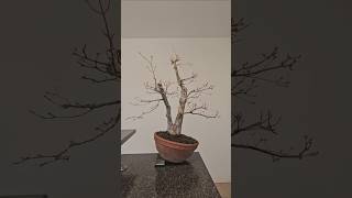 Autumn prune🍁 bonsai japanese maple sangokaku wire bend prune technique timelapse schweiz [upl. by Juanne]