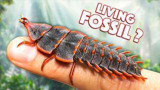 Prehistoric Creature FOUND ALIVE Trilobite Beetle [upl. by Nylekoorb831]