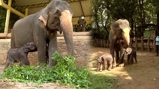 Adorable Twin baby Elephants fascinate the people with their cute gestures [upl. by Maxi112]