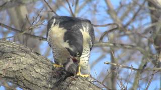 Peregrine Falcon eating a Starling [upl. by Cirred207]