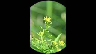 Rorippa palustris Bog Yellowcress [upl. by Ytisahc]