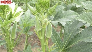 GROW MORE OKRA WITH THESE EASY TIPS [upl. by Estis]