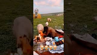 pizza stealing sheepshortvideoviralvideofunnycomedyshortsvideoshortsshortshortsfeed [upl. by Graves]