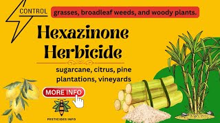 Hexazinone Herbicide for grasses broadleaf amp woody weeds in sugarcane citrus vineyard and other [upl. by Tiny]