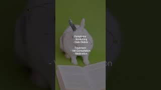 How do I treat ear mites in Netherland Dwarf Rabbits [upl. by Anaiad872]