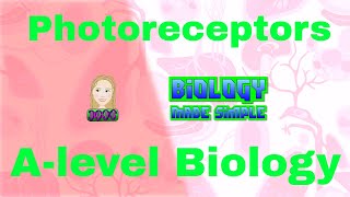 Photoreceptors  Light receptors  Alevel Biology [upl. by Maite19]