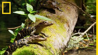 Les premiers instants de vie des alligators et crocodiles  PLANÈTE REPTILES [upl. by Ajuna]