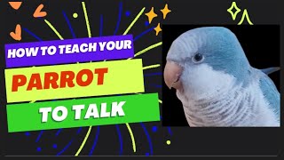 Teach Your Parrot to Talk  Parrot Teaching Video  Quaker Parrot Talking  talking parrot training [upl. by Chessa955]