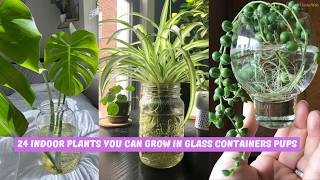 24 Indoor Plants You Can Grow in Glass Containers [upl. by Aramo]