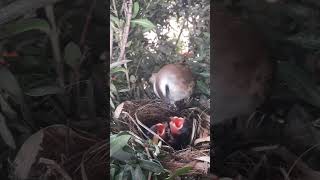 Yellowvented bulbul Another baby bird does not eat [upl. by Beetner]