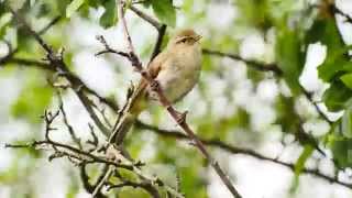 Common Chiffchaff Call birds birdsounds [upl. by Breen]