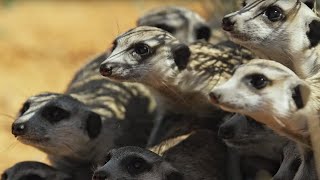 Meerkats vs Robot Cobra  Spy In The Wild  BBC Earth [upl. by Evilo935]