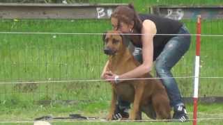 Coursing met Rhodesian Ridgebacks [upl. by Tova421]