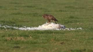 Vroege Vogels  Buizerd eet dode zwaan [upl. by Aiuqram]