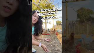 Do Chicken Eggs Differ in Benefits Without a Rooster [upl. by Myrilla348]