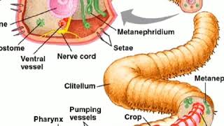 preperation of temporary slide  setae of earthworm [upl. by Parsifal]