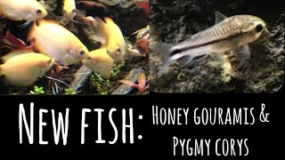 New Fish Adding Honey Gouramis and Pygmy Corys to the Guppy Tank [upl. by Helman604]