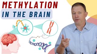 Methylation in the Brain What is it [upl. by Felicidad705]