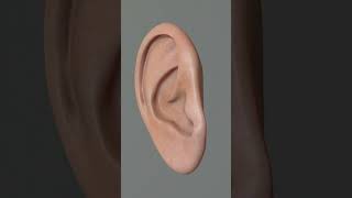 Pina ear biology medical anatomy [upl. by Yrrehc]