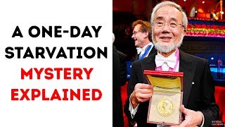 A OneDay Starvation Secret Got the Nobel Prize [upl. by Kirstin]