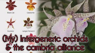 MY INTERGENERIC amp CAMBRIA ORCHIDS vIEWER REQUEST [upl. by Laney]