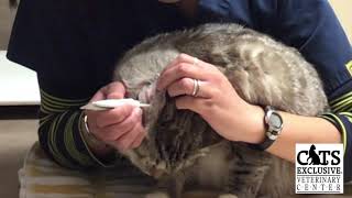 How to Administer Ear Medication to Your Cat [upl. by Atimad]