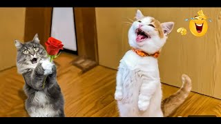 You Cant Stop Laughing At These Funny Dogs🐶🐈 NEW Funny Dog Videos 2024 [upl. by Afesoj]