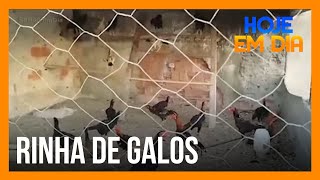 Polícia fecha rinha de galos em Duque de Caxias no Rio [upl. by Aelyak]