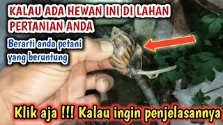 IDE BRILIAN  memanfaatkan hama menjadi pupuk yang harganya sangat mahal [upl. by Rosaline151]