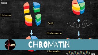 Chromatin Structure  Nucleosomes  Histones  USMLE  Med Madness [upl. by Kwei]