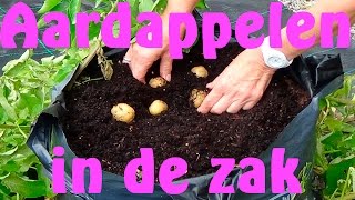 Aardappelen kweken in een zak [upl. by Nerraw]