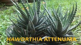 Planta Zebra  Haworthia Attenuata [upl. by Ahcilef]