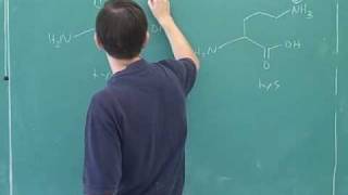 Amino acid and polypeptide synthesis 1 [upl. by Bakeman]