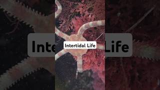 Intertidal Life Shorts [upl. by Elay]