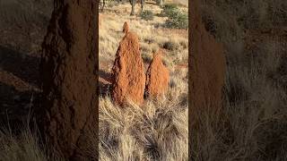 Termite mounds  Australian outback shorts ants termites [upl. by Merola746]