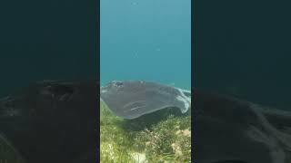 Freediving WA Bremer Bay  Bull Ray freediving westernaustralia stingray marinelife [upl. by Ainotahs]