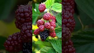 How To Grow Blackberries In Containers  Follow These Rules For The BIGGEST Harvest Ever [upl. by Sidwel725]