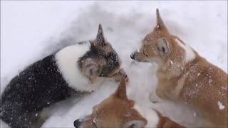 Corgis playing ball in the snow [upl. by Airasor454]