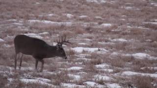 Whitetail deer hunting with a Montana decoy [upl. by Dymphia159]