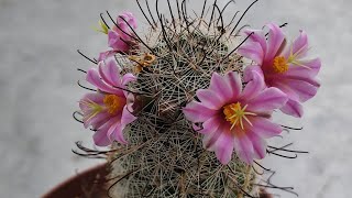 Pincushion Cactus Blooms [upl. by Linea]